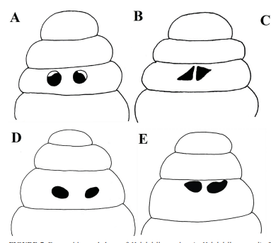 Leech eye configurations