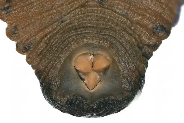 Leech mouth and jaws