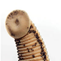 Posterior sucker