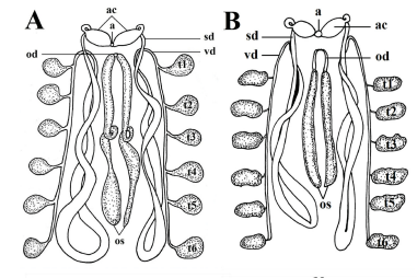 Female reproductive system