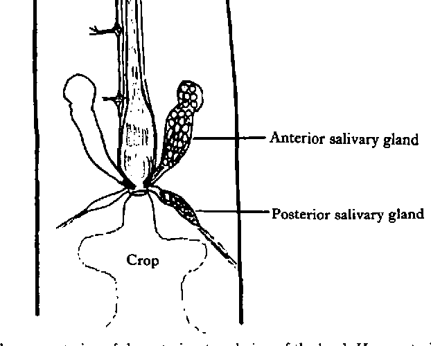 Salivary glands