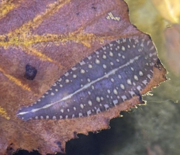 Photo by Zakqary Roy (NJ, USA)